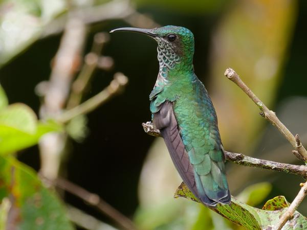 <h3><a href="/trips/costa-rica/biota/animalia/chordata/aves/033 apodiformes/004 trochilidae/florisuga mellivora/florisuga mellivora-nl.html">Florisuga&nbsp;mellivora</a> / White‑necked&nbsp;jacobin / Witnekkolibrie</h3>OM-1 met OLYMPUS M.300mm F4.0, 1/250 sec  bij F5.6, ISO 250, afstand 7.16&nbsp;m
